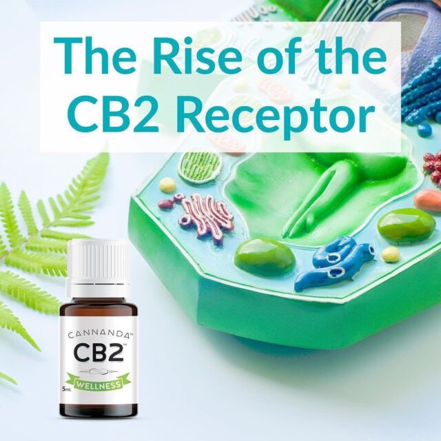 📣 #Cannanda in the news 📣
😊👍
.
.
.
.
.
.
DISCLAIMER: The info presented here is for #educational purposes only & not to be construed as #MedicalAdvice. It is not meant to diagnose or in any way replace qualified medical supervision. For any medical conditions, consult with your health care provider before using any products. As with all products, individual experiences may vary, and every product may not be for everyone.

#DrLeeKnow #DogEaseCB2
#CannandaCB2 #CB2oil #CB2blend #CB2salve #CB2hempseedoil #CB2softgels #CB2wellness